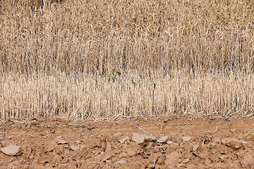 Image showing gathering the wheat harvest