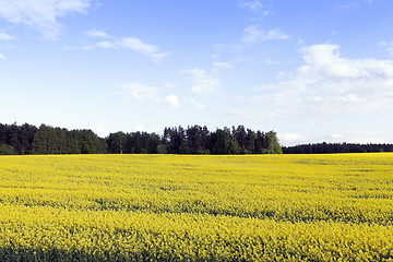 Image showing rapeseed field in the summer
