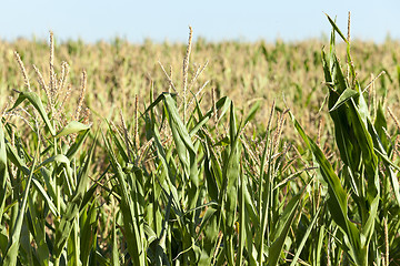 Image showing Green immature corn