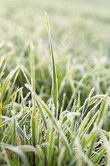 Image showing young grass plants, close-up