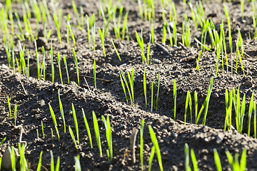 Image showing agriculture, cereal - wheat