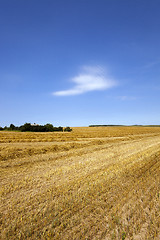 Image showing crop of cereals