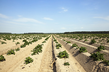 Image showing Potatoes in the field