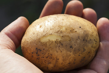 Image showing Potatoes in hand