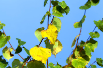 Image showing autumn in the park