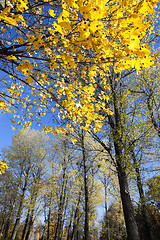 Image showing birch tree in autumn