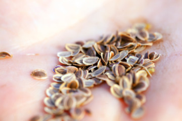 Image showing mature seeds of dill