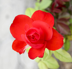 Image showing red flower