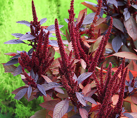 Image showing red flower in garden