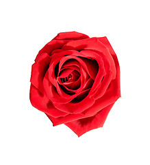 Image showing Red rose on the white background