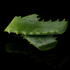 Image showing Sliced aloe leaf