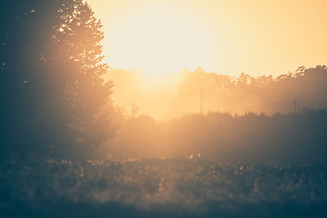 Image showing Trees in sunset with fog