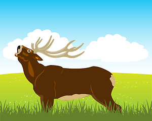 Image showing Wild deer on field