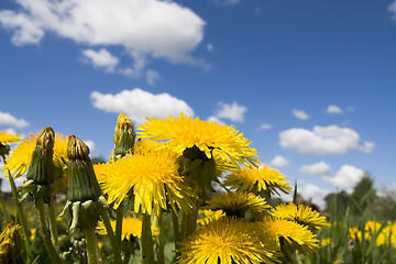 Image showing Flower dandelion on sky