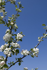 Image showing Apple-tree branch