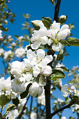 Image showing Apple-tree flower