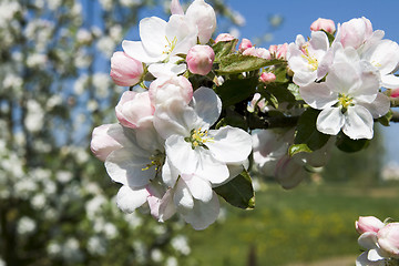 Image showing Apple-tree flowers