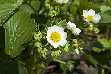 Image showing Strawberry flower