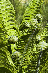 Image showing Fern