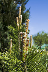 Image showing Pine bud