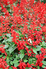 Image showing red flowers