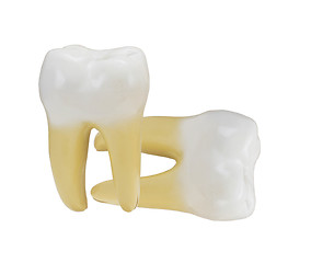 Image showing tooth isolated on a white background