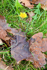 Image showing Dandelion in leaves