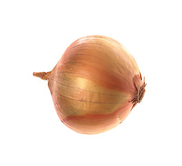 Image showing onion