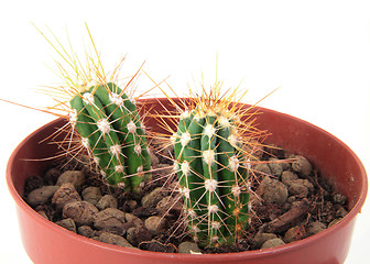 Image showing Two Cactus with Thorns in a Pot