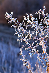 Image showing Autumn background with grass and forest covered with frost in the early frosts