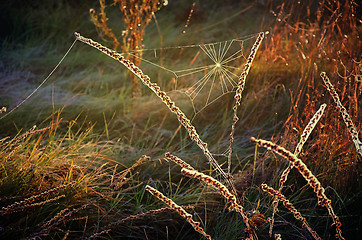 Image showing Cobweb on autumn grass on a meadow in the morning sun