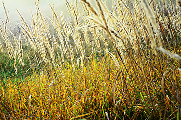 Image showing Autumn grass in a meadow at sunrise backlit sun closeup