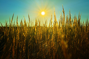 Image showing The sun's rays over a field of wheat ears