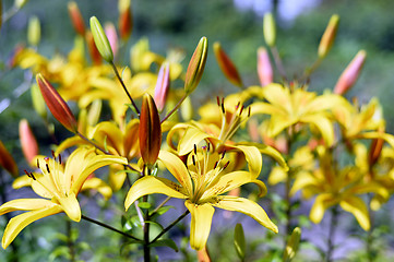 Image showing Flowering ornamental yellow lily in the garden closeup