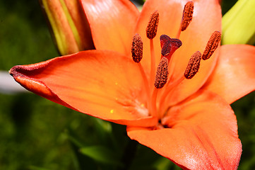 Image showing Flowering ornamental yellow lily in the garden closeup