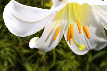 Image showing Decorative white lily in the garden closeup