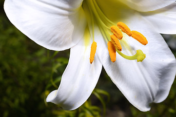 Image showing Decorative white lily in the garden closeup