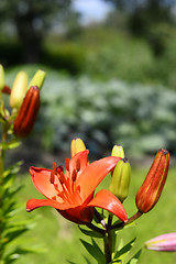 Image showing Flowering ornamental yellow lily in the garden closeup