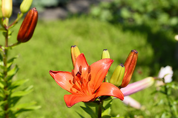 Image showing Flowering ornamental yellow lily in the garden closeup