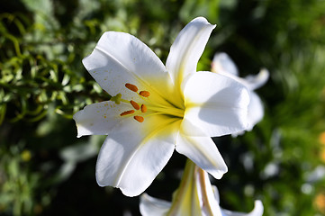 Image showing Decorative white lily in the garden closeup