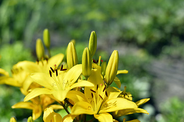 Image showing Flowering ornamental yellow lily in the garden closeup