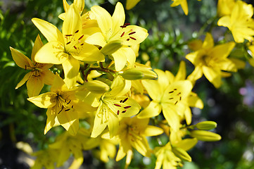 Image showing Flowering ornamental yellow lily in the garden closeup