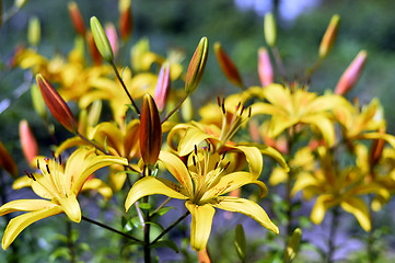 Image showing Flowering ornamental yellow lily in the garden closeup