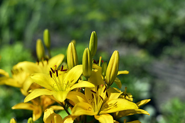 Image showing Flowering ornamental yellow lily in the garden closeup