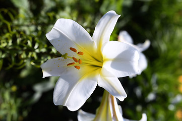 Image showing Decorative white lily in the garden closeup