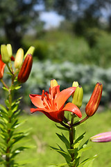Image showing Flowering ornamental yellow lily in the garden closeup