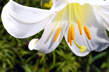 Image showing Decorative white lily in the garden closeup