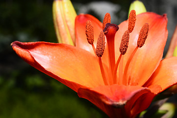 Image showing Flowering ornamental yellow lily in the garden closeup