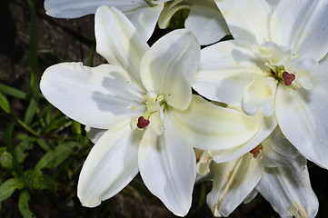Image showing Decorative white lily in the garden closeup
