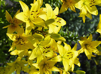 Image showing Flowering ornamental yellow lily in the garden closeup